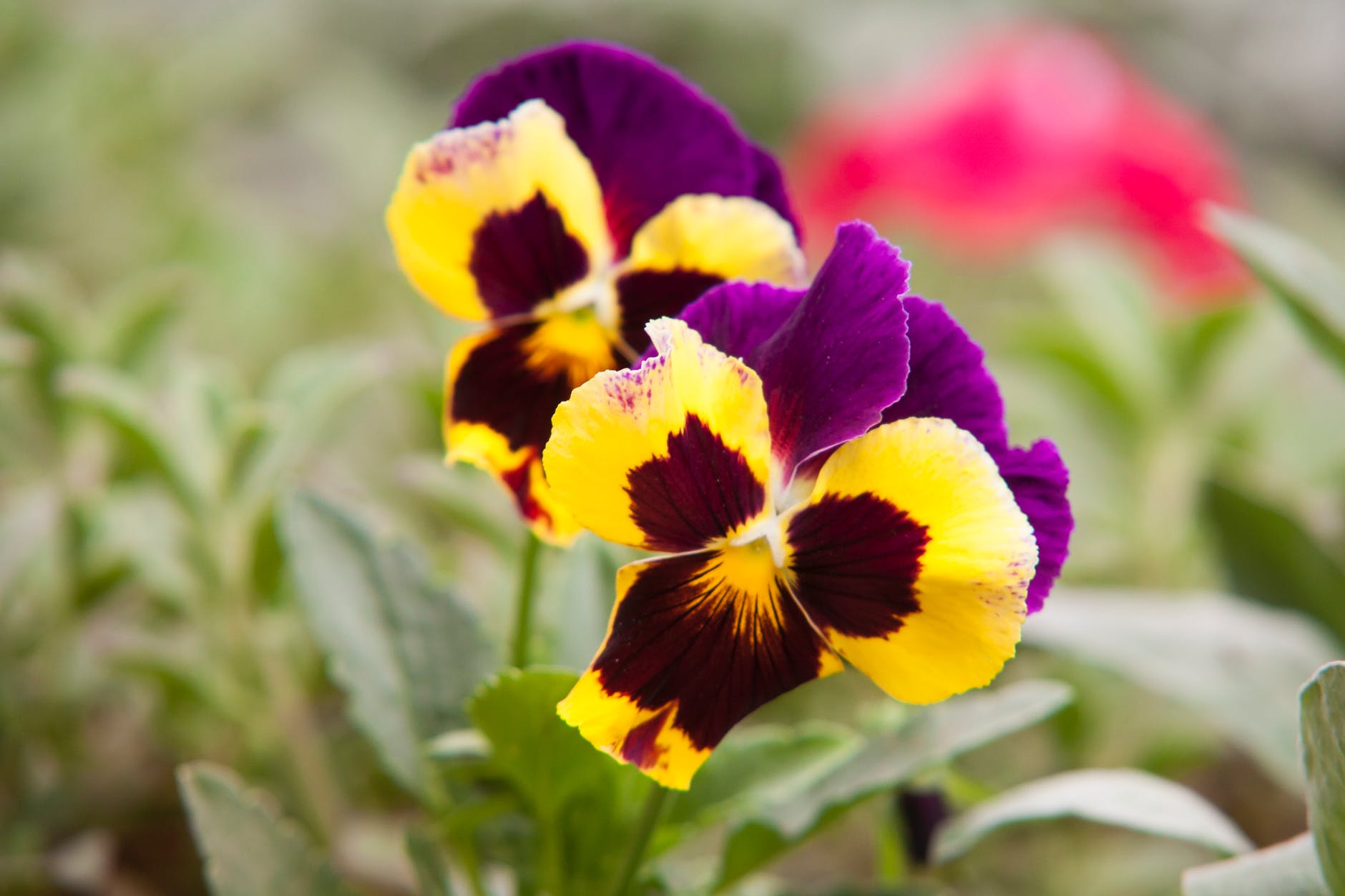 selective focus photography of yellow and purple petaled flowers