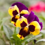 selective focus photography of yellow and purple petaled flowers